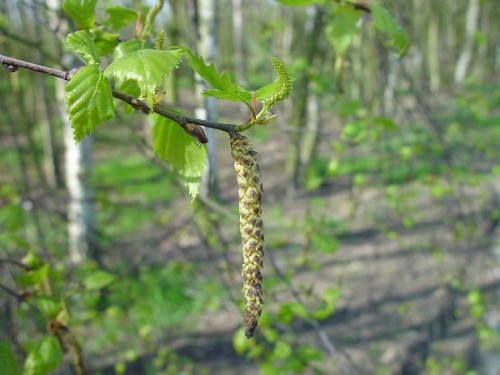 Betula Verucosa (Mesteacăn)